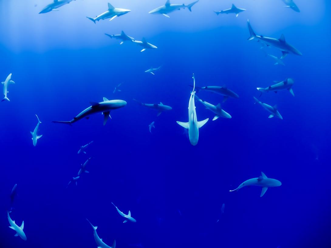 sharks-g42c229c0e_1920.jpg