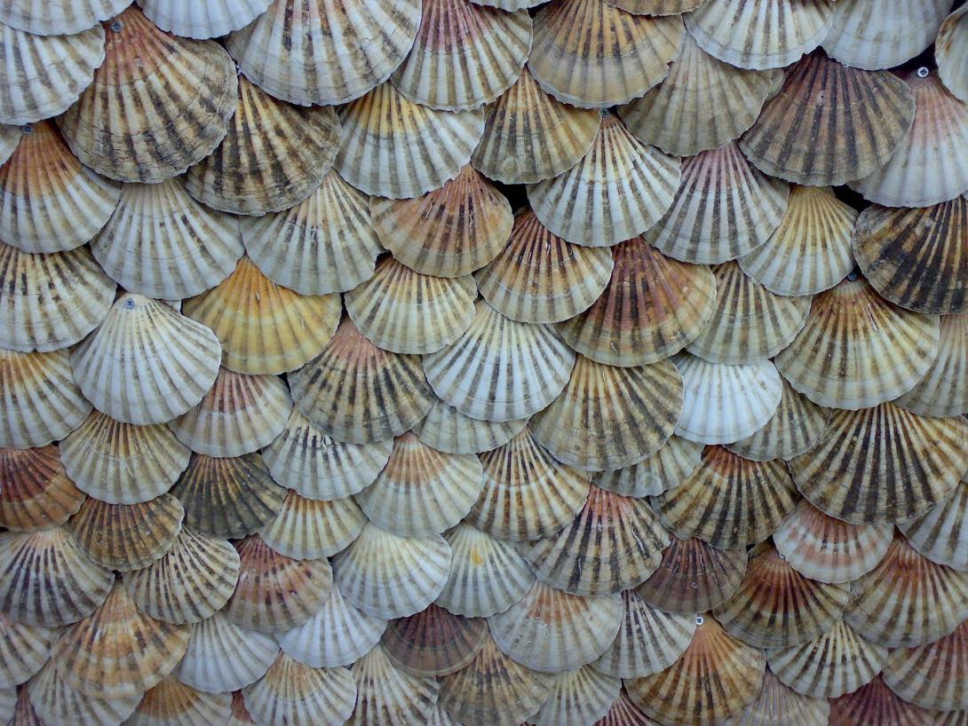 shells-1009334_1920.jpg