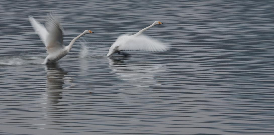 swan-1908289_1920.jpg